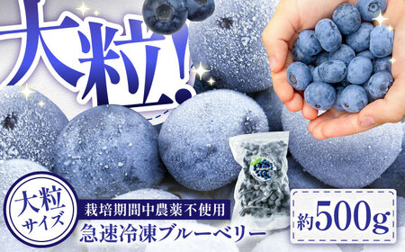 国産 急速冷凍ブルーベリー 500g ブルーベリー[BHCX001]