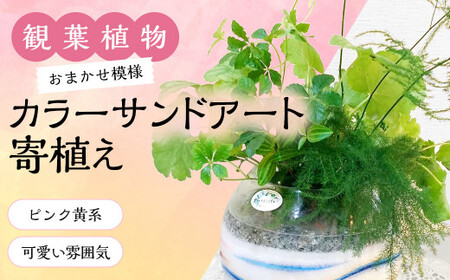 [観葉植物]カラ―サンドアート(ピンク黄系/可愛い雰囲気)おまかせ模様 寄植え