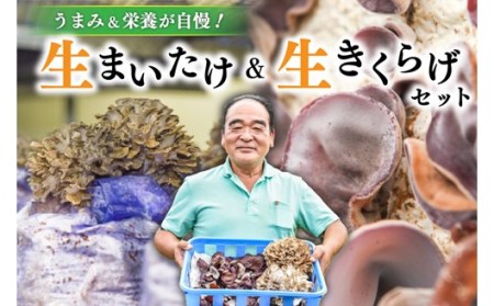 うまみ&栄養が自慢!生まいたけ・生きくらげ セット 南小国産 生まいたけ 生きくらげ きのこ キノコ マイタケ 舞茸 2株 700g きくらげ キクラゲ 国産 肉厚 140g 6パック 840g 低カロリー 野菜 栄養満点 産地直送 ギフト 贈答用 熊本 阿蘇 南小国町 送料無料