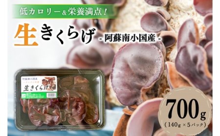 低カロリー&栄養満点!阿蘇・南小国産の肉厚生きくらげ(140g×5パック) 南小国産 肉厚 生きくらげ 140g 5パック 700g きくらげ キクラゲ 生 国産 低カロリー 栄養満点 熊本 阿蘇 南小国町 送料無料