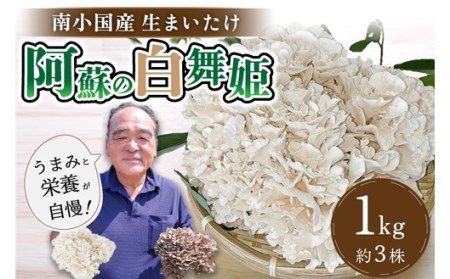 [熊本県阿蘇・南小国産]うまみ&栄養が自慢♪の生まいたけ「阿蘇の白舞姫」1kg(約3株) 南小国産 白舞姫 まいたけ 1kg 約3株 栄養満点 きのこ キノコ 舞茸 マイタケ 舞茸 野菜 ギフト 贈答用 熊本 南小国町 送料無料