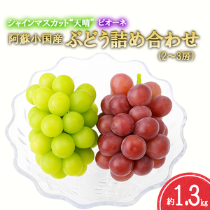 [おぐに天然食ほこすぎ]2025 令和7年産 8月末より出荷 夏の味覚 旬 ぶどう ブドウ 葡萄 詰め合わせ セット 約1.3kg 2〜3房 ピオーネ シャインマスカット 天晴 ブランド 小国産 高冷地 フルーツ 果物 自家 おぐに天然食ほこすぎ 贈答 ギフト