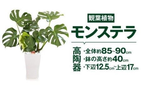 モンステラ 観葉植物 高陶器 高さ約40cm 下辺12.5cm 上辺17cm 7寸 植物 インテリア