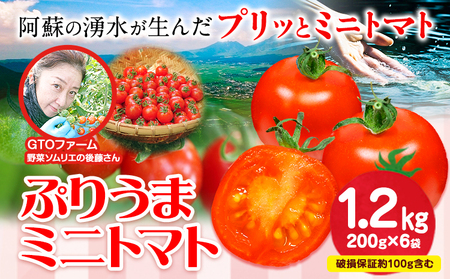 ぷりうまミニトマト 1.2kg (200g × 6袋) 破損保証約100g含む トマト ミニトマト 野菜 GTOファーム 熊本県 南阿蘇村[30日以内に出荷予定(土日祝除く)]|ミニトマト ミニトマトミニトマト