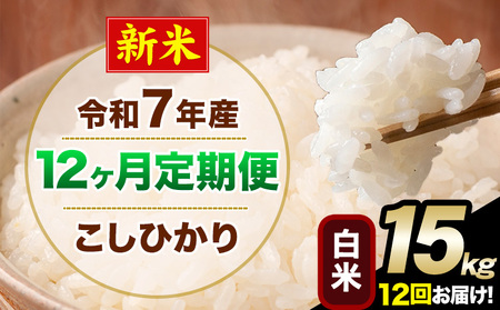y12ցzV ߘa7NY  Ђ   15kg  F{Y(숢hY܂)  숢hs11o׊JntblC F{Y  