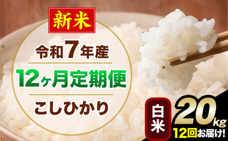 y12ցzV ߘa7NY  Ђ   20kg  F{Y(숢hY܂)  숢hs11o׊JntblC F{Y  