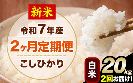 V ߘa7NY y2ցz Ђ 20kg   F{Y(숢hY܂) Pꌴ 숢h Y  ցs\̗o׊Jnt