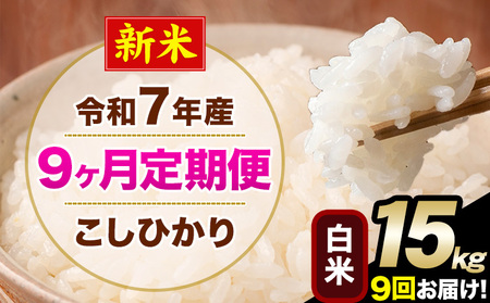 �V�� �ߘa7�N�Y �y9��������ցz �����Ђ��� 15kg ���� ���� �F�{���Y(�숢�h���Y�܂�) �P�ꌴ���� �숢�h�� �Y �� ����ցs���\�����̗�������o�׊J�n�t