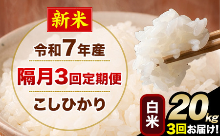 V ߘa7NY yu3ցz Ђ 20kg   F{Y(숢hY܂) Pꌴ 숢h Y  ցs\̗o׊Jnt