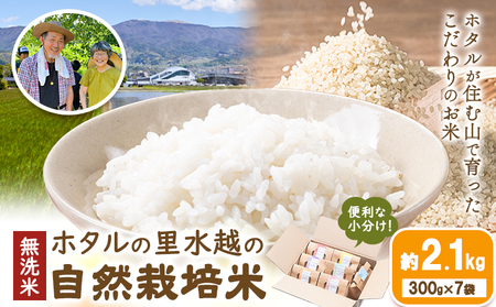 無洗米 ホタルの里水越の自然栽培米 約2.1kg 300g×7袋 合同会社点天[30日以内に発送予定(土日祝除く)]洗わなくてOK 米 コメ 小分け 便利 熊本県産