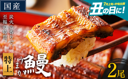鰻 うなぎ 特上サイズ 2尾 |鰻鰻鰻