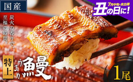 うなぎ 1尾[7月中旬?7月末出荷] |ウナギウナギウナギウナギウナギウナギウナギ