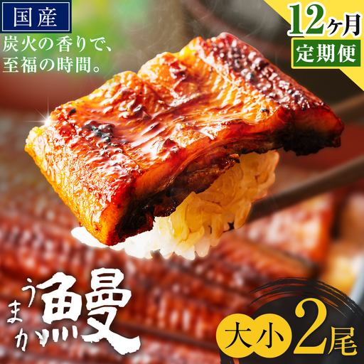 【12ヶ月定期便】うなぎ 大小 2尾  国産 鰻 真空パック おすすめ うなぎの蒲焼 《お申込み翌月から出荷》 ふるさとのうぜい 特上 簡易包装 ウナギ unagi 蒲焼 秋 冬 旬 配送時期 冷凍