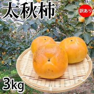 訳あり 太秋柿  約3kg【2025年10月下旬-11月下旬発送予定】(益城町)【1650957】