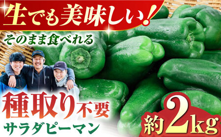 いちょうの畑 サラダピーマン 約2kg 野菜 ピーマン サラダ 熊本 生で食べれる 九州 野菜 彩り 生野菜 [農事組合法人いちょう]