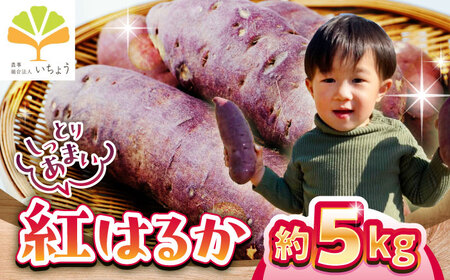 [先行予約][11月より順次発送]いちょうの畑 さつまいも 紅はるか 約5kg [農事組合法人いちょう] 