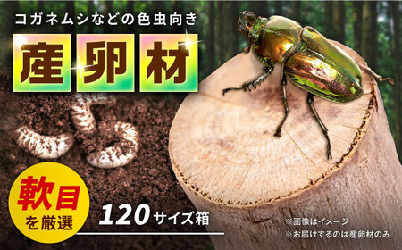 オリジナル 色虫対応材 カブトムシ クワガタ タマムシ クヌギ [ふるさと昆虫]