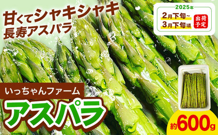 アスパラガス 約600g いっちゃんファーム[2025年2月下旬-3月下旬頃出荷予定]熊本県 氷川町 氷川産 野菜 アスパラガス アスパラ