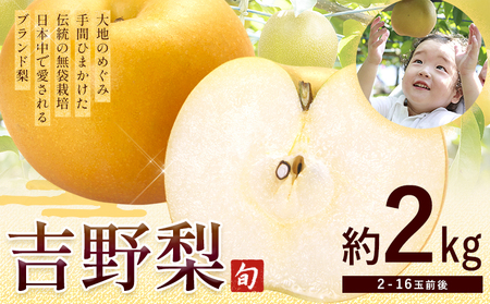 熊本県氷川町産 吉野梨 品種おまかせ 約2kg (2〜16玉前後) [8月上旬-9月末頃出荷予定]