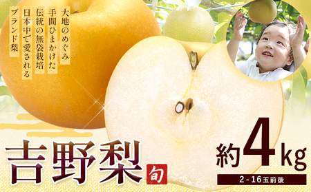 熊本県氷川町産 吉野梨 品種おまかせ 約4kg (2～16玉前後) 《8月上旬-9月末頃出荷予定》