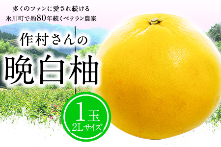 作村果樹園の晩白柚 1玉(2Lサイズ) [12月下旬-1月末頃出荷]果物 フルーツ ザボン 熊本 特産品