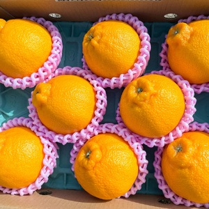 B238-15 無加温ハウス栽培 トップオレンジ(不知火)約3kg
