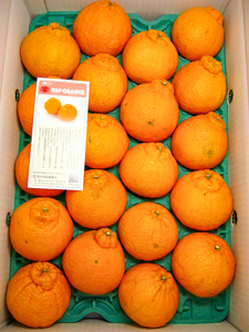 B352-12 IngbvIW@D@QO