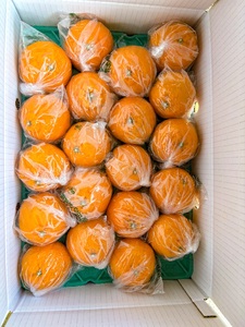 B357-15 Pプラスポリ入りトップオレンジ 20玉