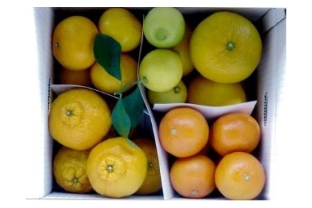 B79-15　５種の柑橘詰め合わせセット（5kg箱入り）