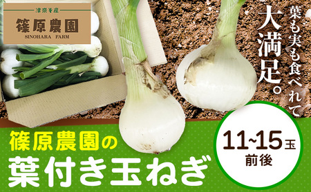 葉付き玉ねぎ 11〜15玉前後 篠原農園[1月上旬-3月上旬頃出荷]熊本県 葦北郡 津奈木町 野菜 たまねぎ バーベキュー ホイル焼き