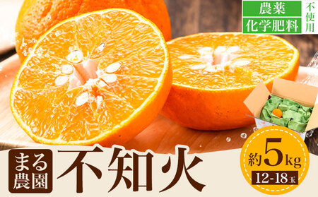 不知火 先行予約 約5kg 12-18玉入り まる農園[2025年11月中旬-2026年1月中旬頃出荷]|不知火不知火不知火