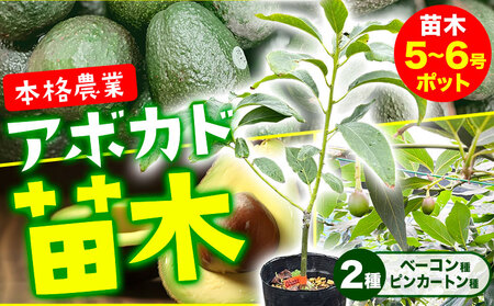 アボカド苗木 5〜6号ポット ベーコン種 ピンカートン種 2種セット[30日以内に出荷予定(土日祝除く)]熊本県 津奈木町 南興ファーム アボカド 苗木 農業 ベーコン ピンカートン サンド ちらし寿司 野菜炒め 熱帯果樹栽培 産地直送 送料無料