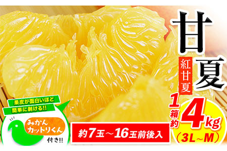 みかん 好き必見 甘夏 熊本県産(津奈木町産含む) 甘夏 約 4kg (約7-16玉前後) 柑橘 大玉 ミカン[2月中旬-4月末頃出荷予定] フルーツ 旬 甘夏みかん 果物 訳あり 定期 でない