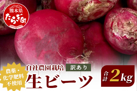 [訳あり]熊本県産 生 ビーツ 2kg スーパーフード 高栄養 びーつ beet 生 あさぎり農園 野菜 根菜 美容 健康