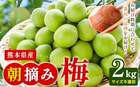 熊本県産 朝摘み 梅 2kg 3L・2L・L ・M サイズ不選別《5月中旬‐6月中旬頃出荷》 熊本県 球磨郡 山江村 つけもの 漬物 梅 梅干し うめぼし 朝採り 南高梅 白加賀 露茜