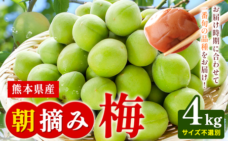 熊本県産 朝摘み 梅 4kg 3L・2L・L ・M サイズ不選別《5月中旬‐6月中旬頃出荷》 熊本県 球磨郡 山江村 つけもの 漬物 梅 梅干し うめぼし 朝採り 南高梅 白加賀 露茜