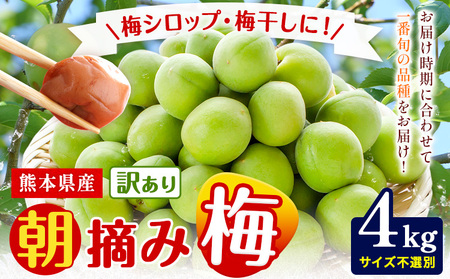 熊本県産 訳あり 朝摘み 梅 4kg 大・中・小サイズ不選別《5月中旬‐6月中旬頃出荷》 熊本県 球磨郡 山江村 つけもの 漬物 梅 梅干し うめぼし 朝採り 南高梅 白加賀 露茜