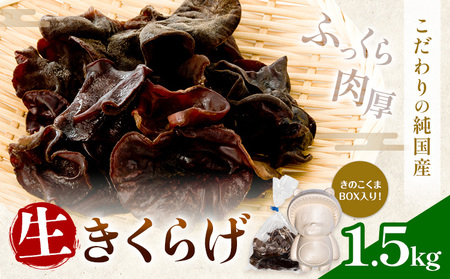 炰 1.5kg TYƗL s30ȓɏoח\(yj)tF{ S R] 炰 ̂ 