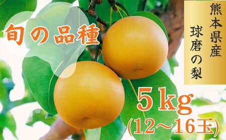 熊本県ＪＡくま産 球磨の梨 5kg(12玉～16玉 旬な品種) お届け時期：2024年8月上旬～10月上旬