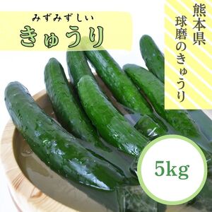 熊本県JAくま産 球磨のきゅうり 5kg[お届け時期:2025年5月中旬〜10月下旬]