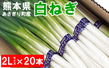 熊本県あさぎり町産 白ねぎ「球磨美人」2Lサイズ×20本[お届け時期:2024年10月末より順次発送]