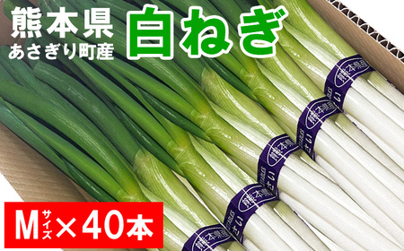 熊本県あさぎり町産　白ねぎ「球磨美人」Mサイズ×40本【お届け時期：2024年11月中旬より順次発送】