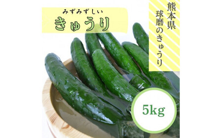 [先行受付][発送時期:2026年5月中旬〜9月下旬]熊本県JAくま産 球磨のきゅうり 5kg