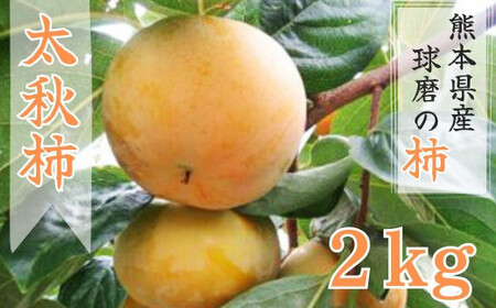 [先行受付] [発送時期:2026年10月中旬〜11月上旬]熊本県JAくま産 球磨の太秋柿 2kg