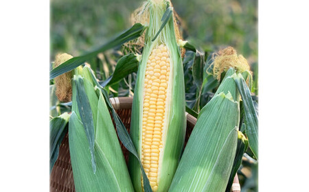 熊本県JAくま産 球磨スイートコーン(ゴールドラッシュ) 5kg [先行受付][2026年4月下旬〜5月上旬迄発送予定]