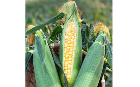 熊本県JAくま産 球磨スイートコーン(ドルチェドリーム) 5kg [先行受付][2026年5月上旬〜5月下旬迄発送予定]