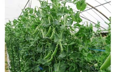 熊本県JAくま産 球磨のスナップエンドウ 1kg [先行受付][2027年1月中旬〜3月下旬迄発送予定]