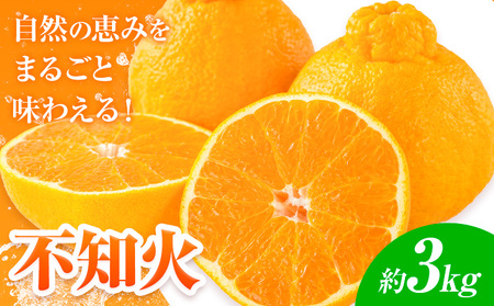 [先行予約] みかん 不知火 3kg 高橋商店[2026年1月下旬-5月中旬頃出荷]熊本県 苓北町 柑橘 かんきつ 果物 フルーツ しらぬい 送料無料