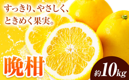 [先行予約]みかん 晩柑 10kg 高橋商店[2026年3月下旬-7月上旬頃出荷]熊本県 苓北町 柑橘 かんきつ 果物 フルーツ 送料無料