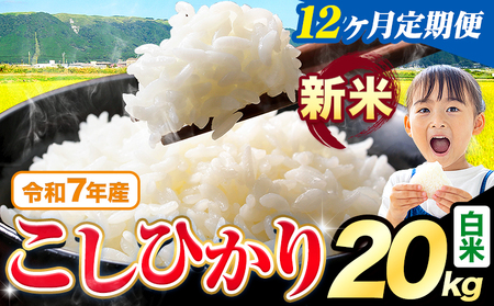 �y12��������ցz�ߘa7�N�Y �V�� �����Ђ��� 20kg ����ցs���\���݌��̗�������o�׊J�n�t�F�{���Y �ӂ邳�Ɣ[�� ���� ���� �Ђ� �� ���� �ӂ邳�Ƃ̂����� �R�V�q�J�� �R�� ���� ������